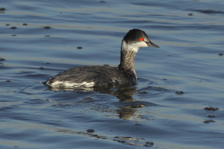 grebe